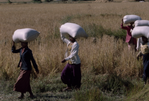透かし有　ミャンマー　働く女性たち　2003.12月ミャンマ－