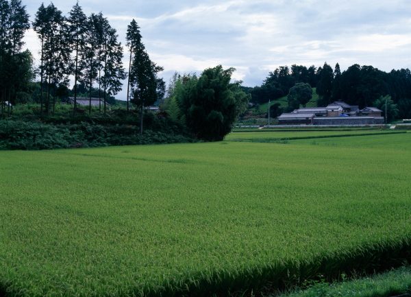 井上千鶴のことば