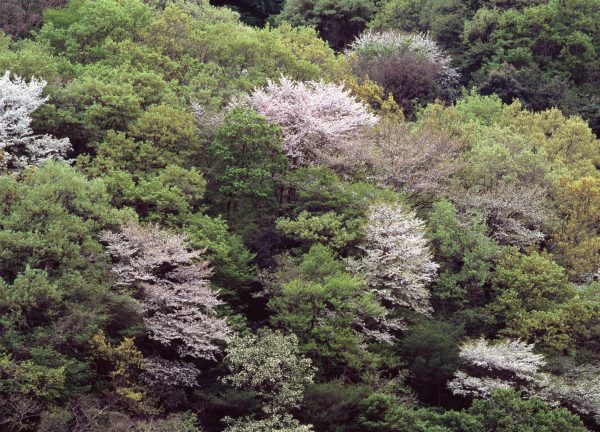 井上千鶴のことば